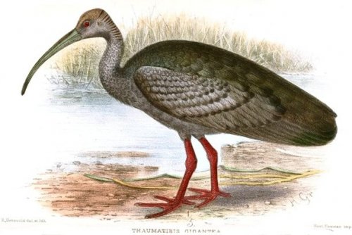 dev ibis